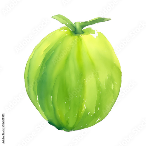 green coconut digital drawing with watercolor style illustration