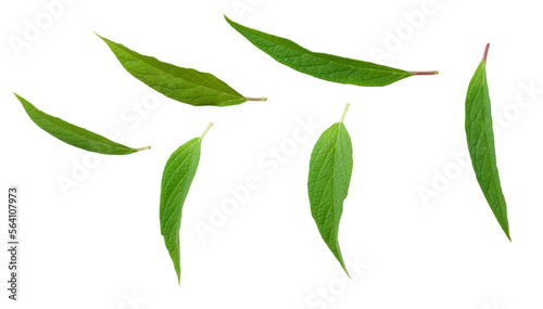 Fresh sesame leaves isolated on the white background, top view. © Amy Lv