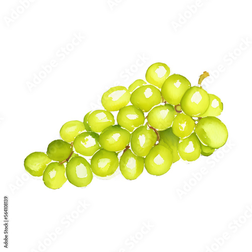 green grape digital drawing with watercolor style illustration