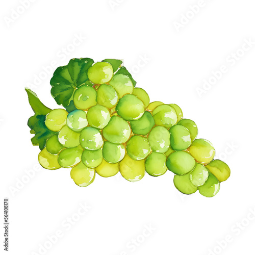 green grape digital drawing with watercolor style illustration