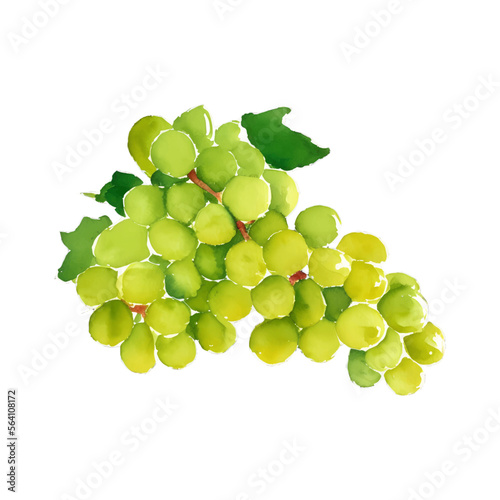 green grape digital drawing with watercolor style illustration
