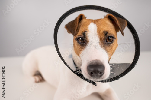 Jack Russell Terrier dog in plastic cone after surgery. 