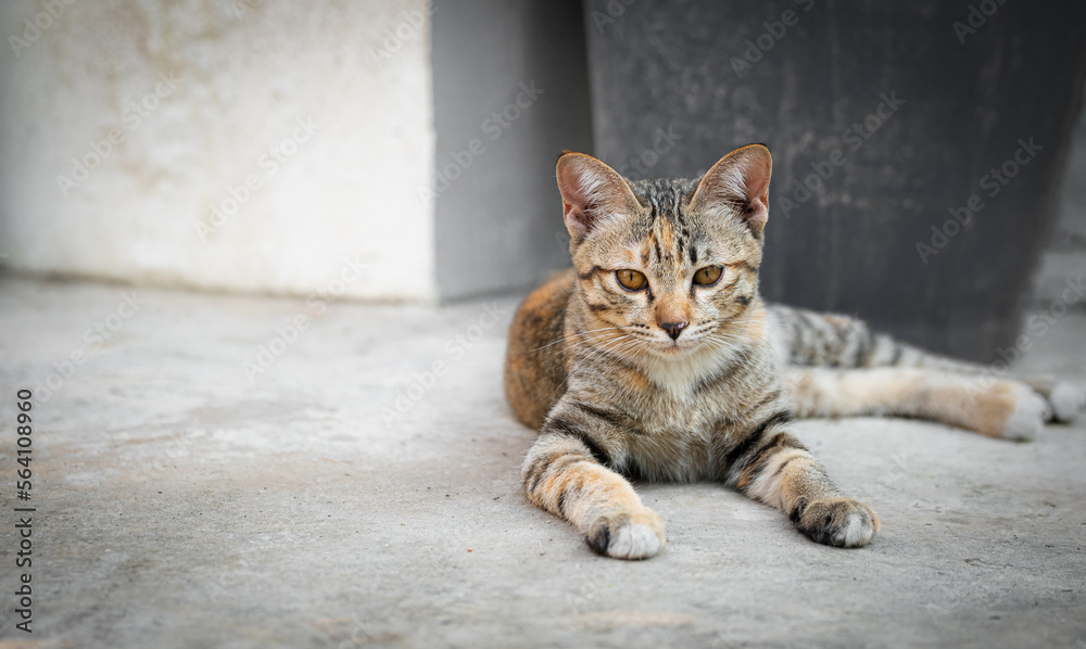 Portrait cat sleep on ground and looking to camera with copy space on the left. Portrait cat sleep on ground and looking to camera with copy space on the left.