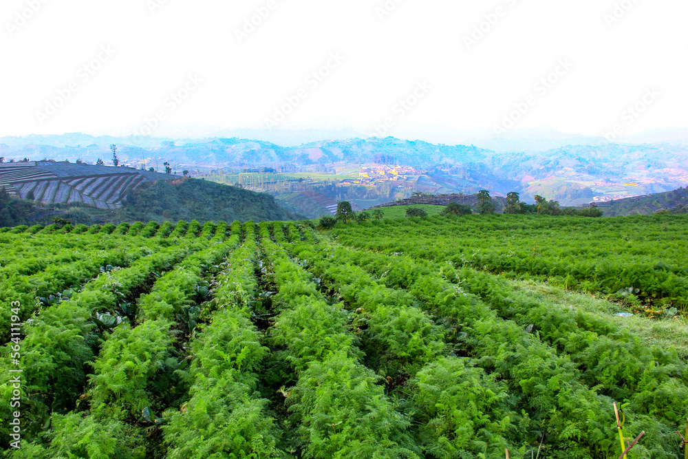 row of carrot plantations on the hillside. vineyard in the region