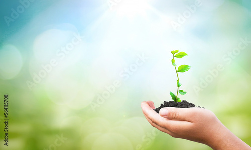ESG concept: human hand holding large growing plant against green forest background