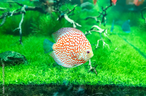 붉은 색 무늬의 디스커스 (discus) 물고기. 수조에서 건강히 자라는 물고기