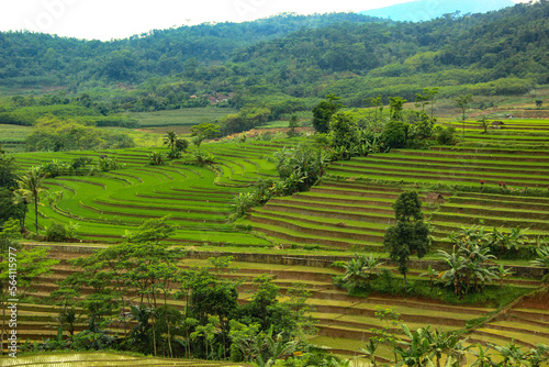 view of terraced rice fields in rural bali from the hill. rice terraces in island