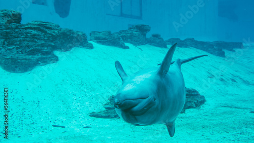 dolphin swimming