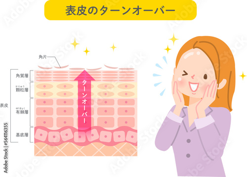 肌のターンオーバー　皮膚の構造と女性