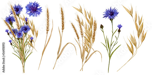 Papier peint Watercolor wild flowers blue cornflowers and wheat sprouts spikelets