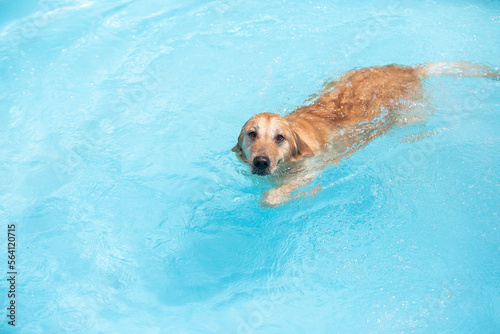 개는 즐겁게 수영하고 있다. 골든리트리버 행복한 강아지가 물속에서 놀고 있다.