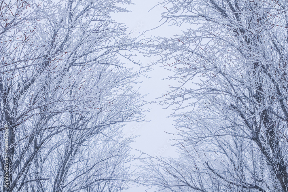 Background of tree branches covered with frost. Landscape of nature with fog and white snow Background of tree branches covered with frost. Landscape of nature with fog and white snow
