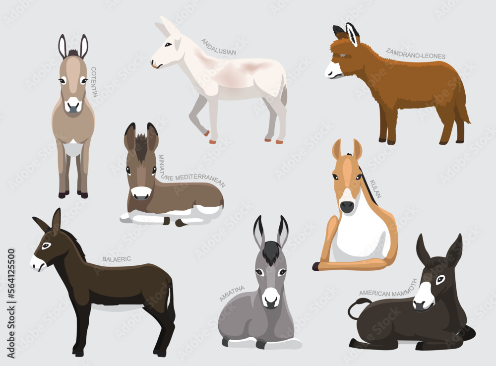 Various Donkey Breeds With Names Set Various Kind Identify Cartoon Vector