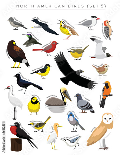North American Birds Set Cartoon Vector Character 5 photo