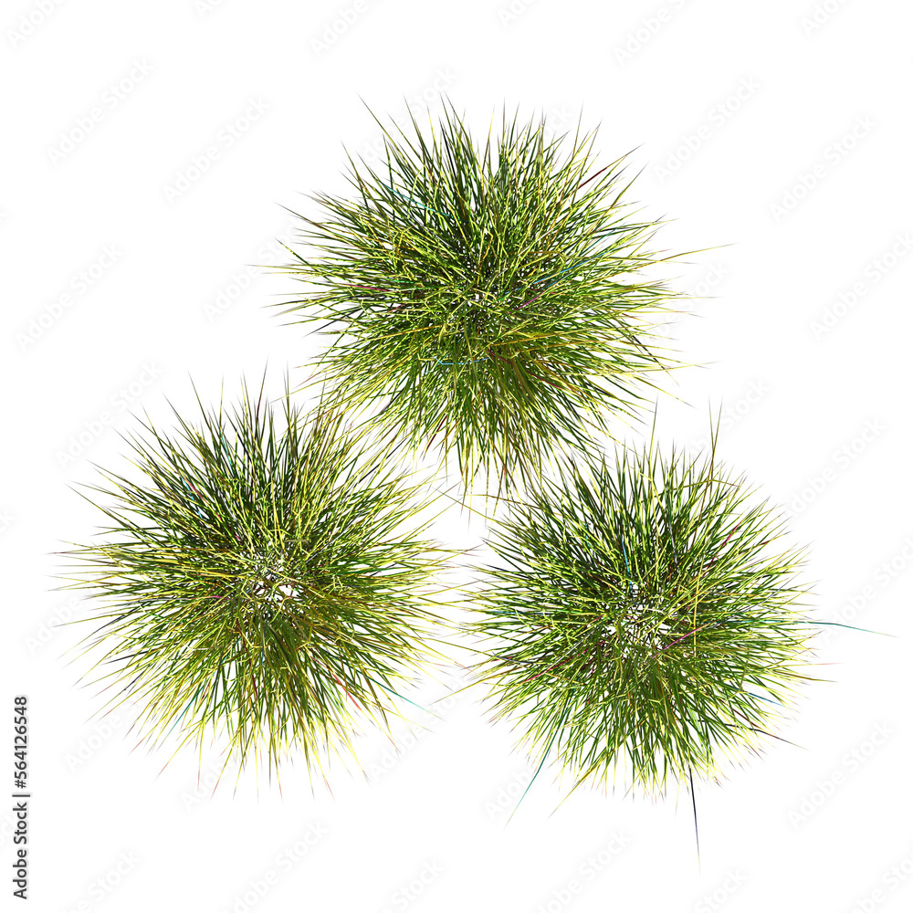 wild field grass, top view, isolated on a transparent background, 3D illustration, cg render wild field grass, top view, isolated on a transparent background, 3D illustration, cg render