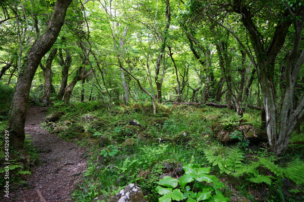 fresh green forest and path in springtime