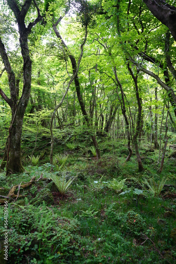 thick wild forest with old trees and fern thick wild forest with old trees and fern