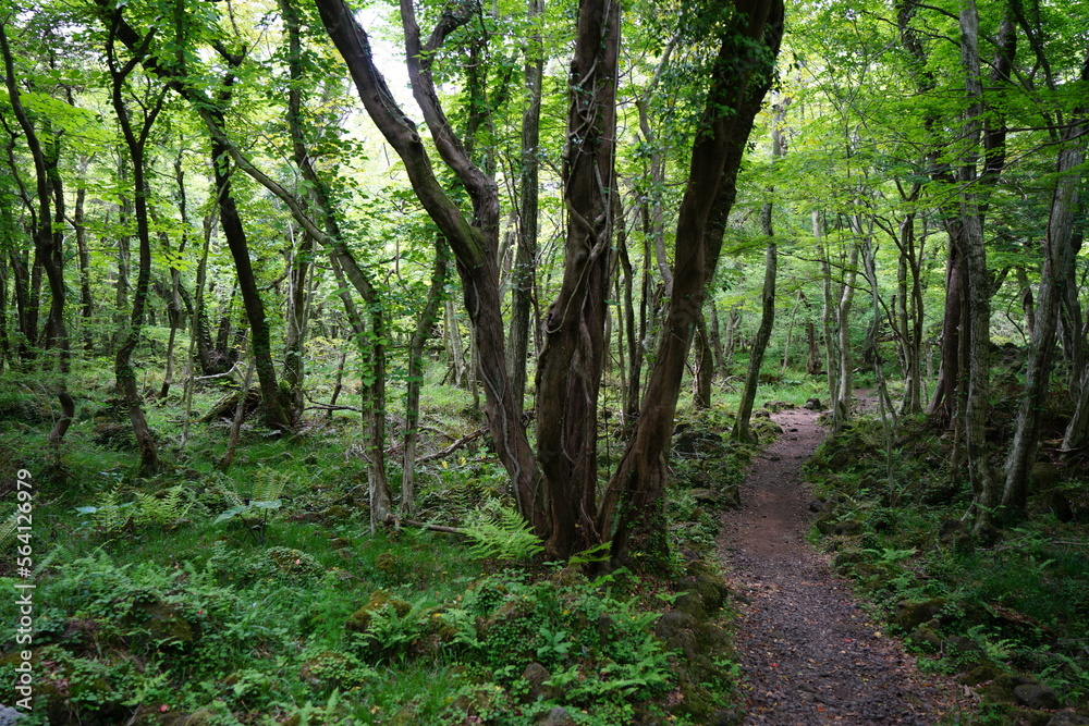 fine path through spring forest
