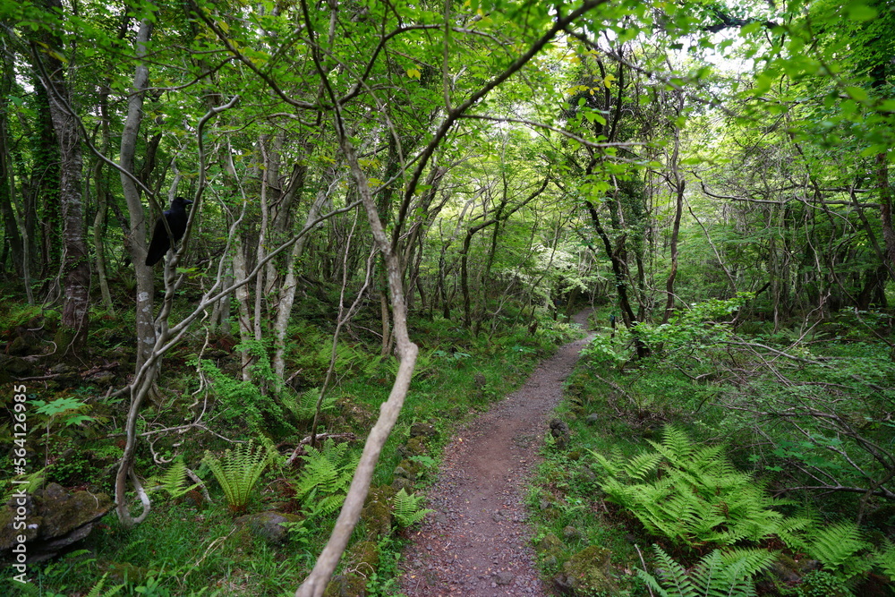 path to deep forest