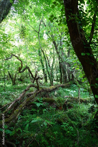 thick wild forest with old trees and fern © SooHyun