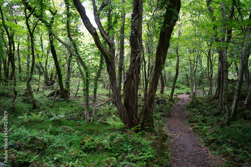 fine path through spring forest 