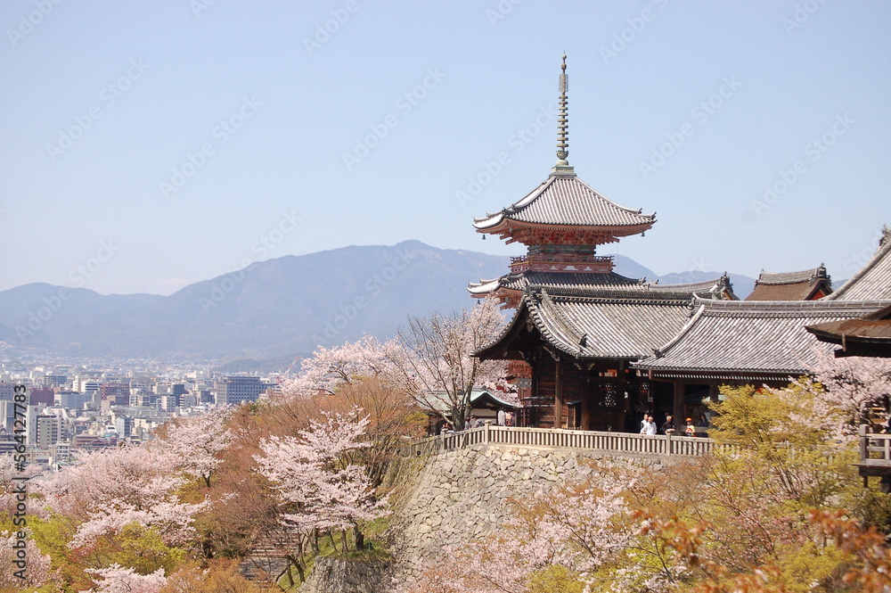 清水寺に咲く満開の桜