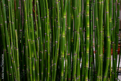 Fototapeta Naklejka Na Ścianę i Meble -  bamboo forest background