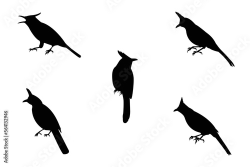 Vector collection of bird silhouettes with crest on head