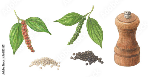 コショウセット　水彩色鉛筆スパイスイラスト