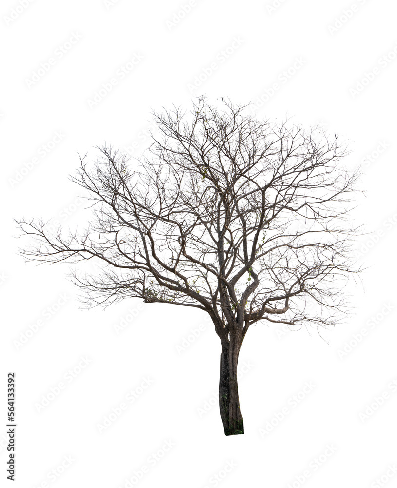 Single old and dead tree isolated Single old and dead tree isolated