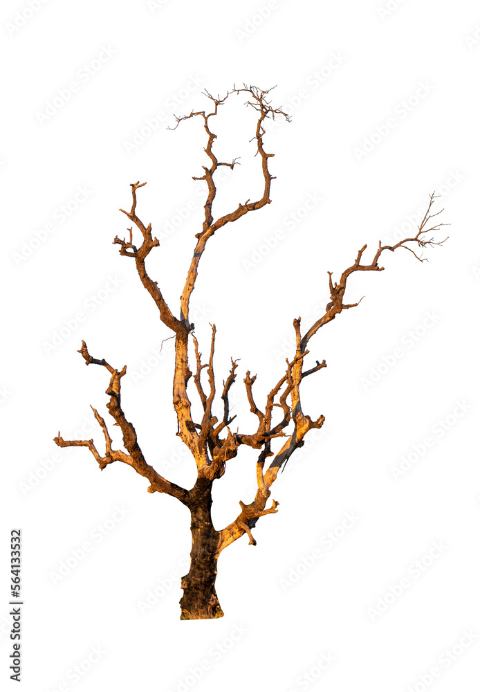Single old and dead tree isolated Single old and dead tree isolated
