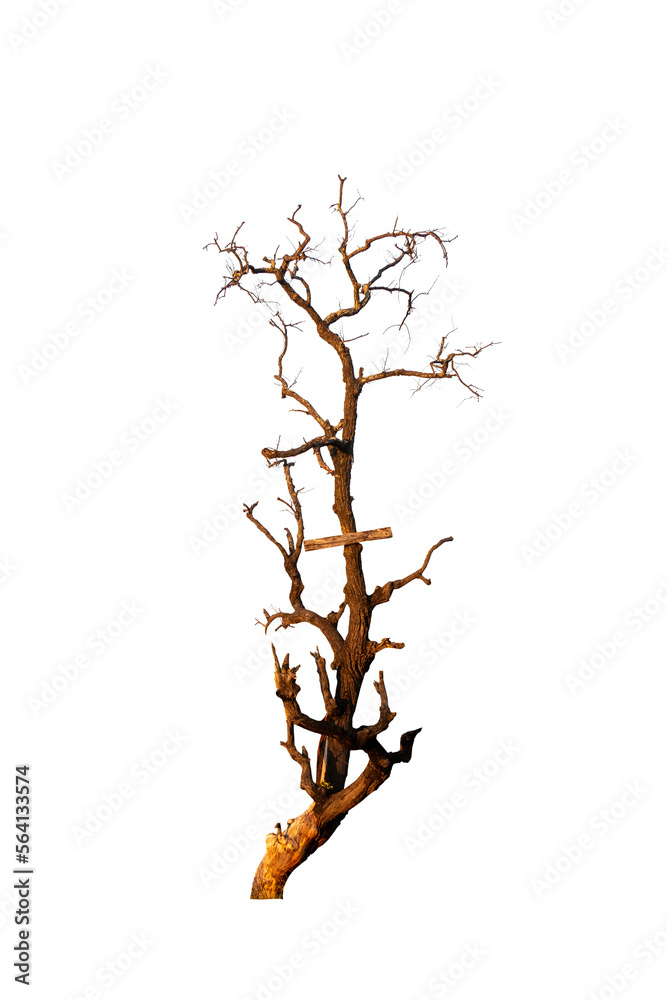 Obraz premium Single old and dead tree isolated