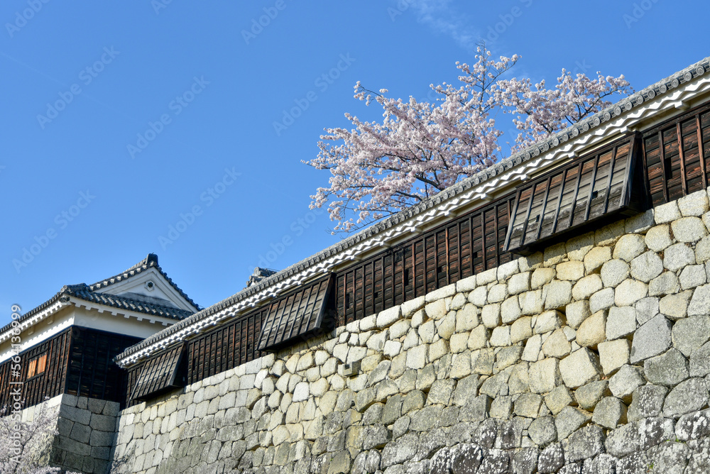 松山城に咲く満開の桜