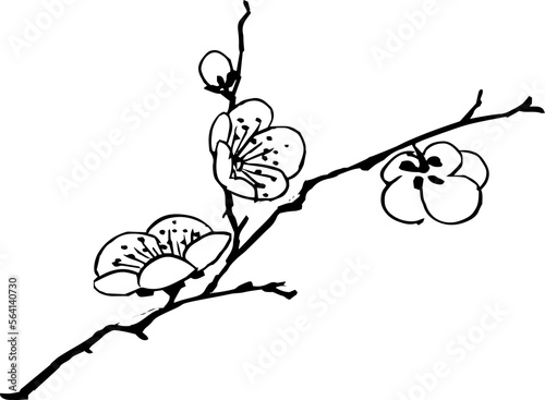 Fototapeta Naklejka Na Ścianę i Meble -  Watercolor Chinese ink paint art plum blossom flower tree branch