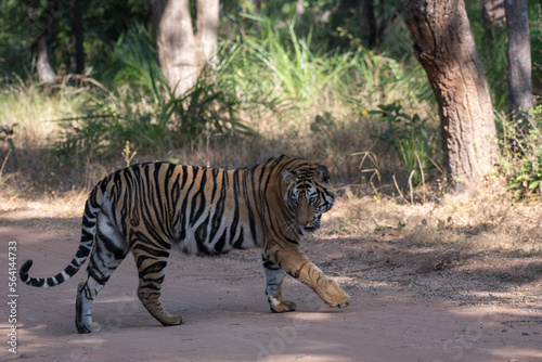 Royal Bengal Tiger in the woods with use of selective focus