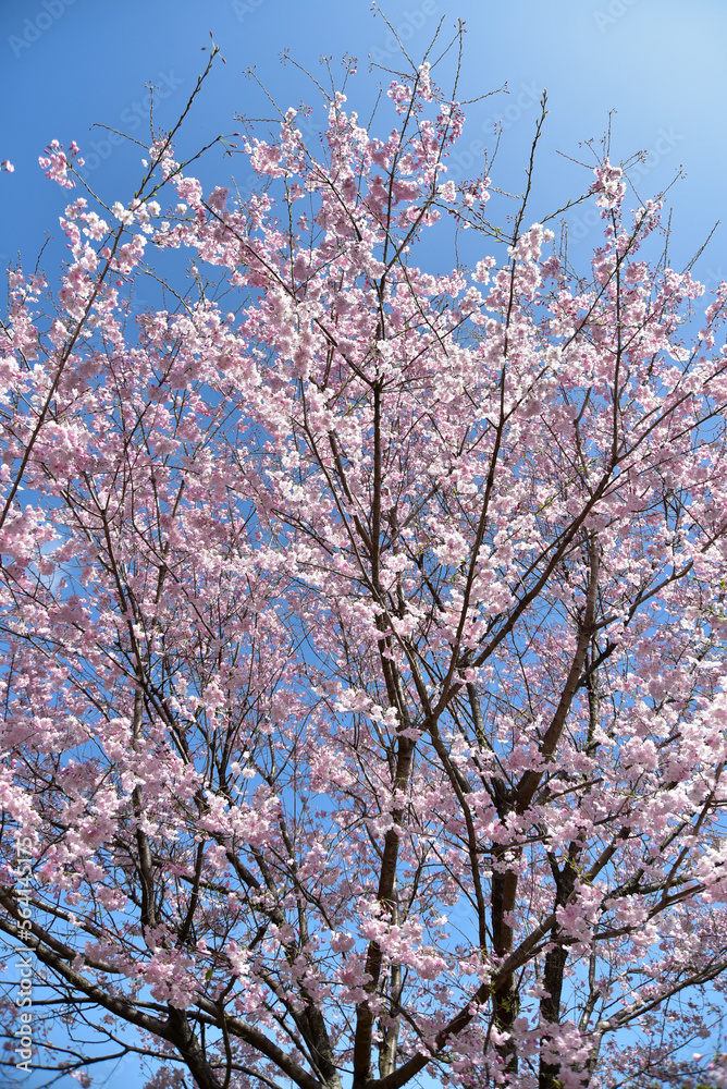 満開に咲く千鳥ヶ淵の桜