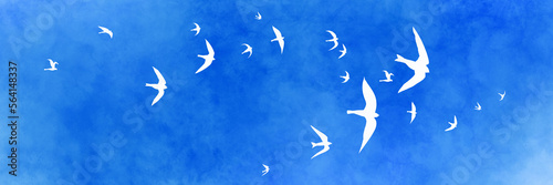 Photography Flock of birds flying in the sky, bird or animal nature illustration of white ou
