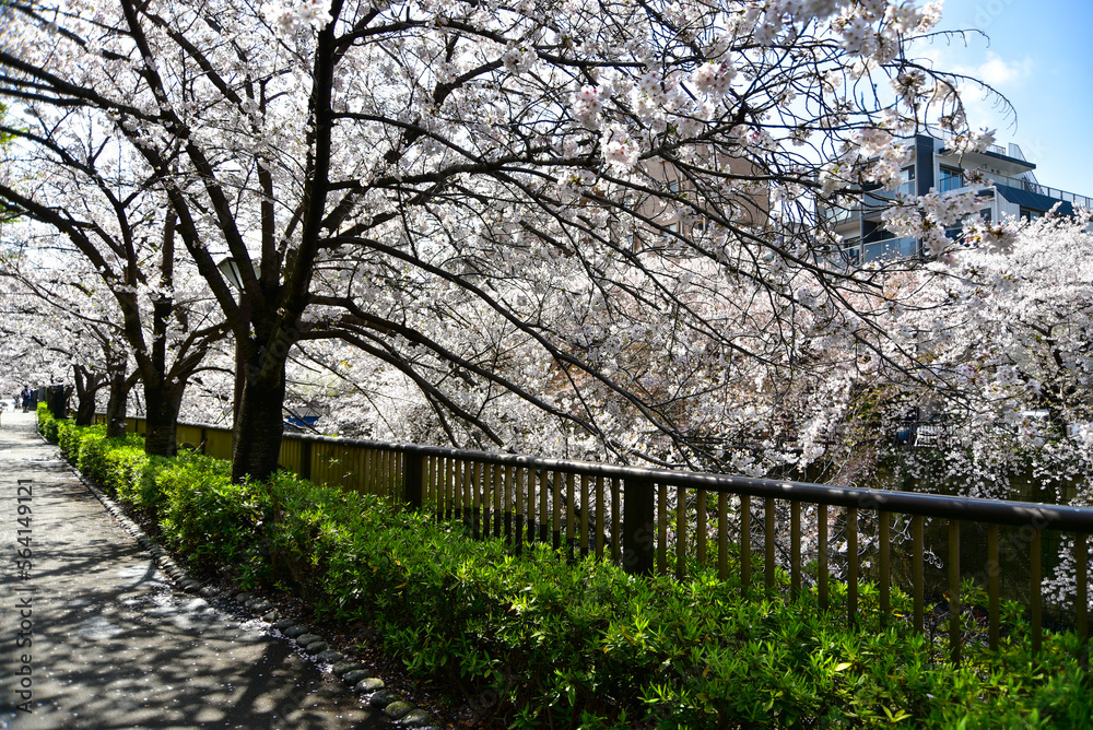 満開に咲く目黒川の美しい桜