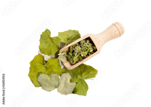 Dry Tussilago farfara( coughwort, tash plant, farfara) and fresh pieces of commonly known as coltsfoot believed to be natural cough remedy on wood spoon against white background. photo