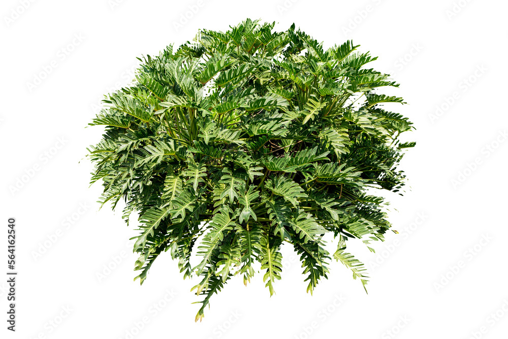 Fototapeta premium Philodendron xanadu isolated 