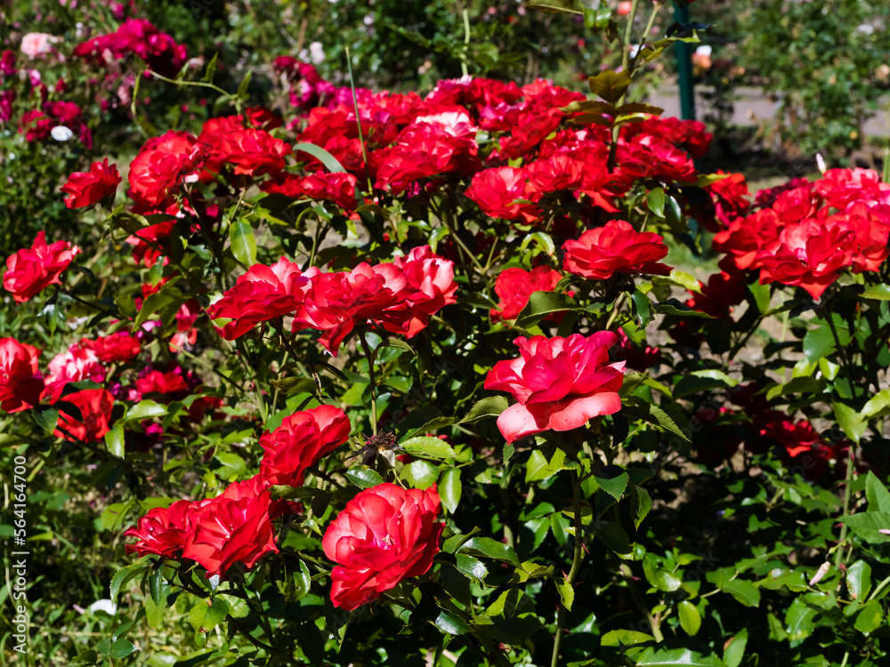 Beautiful red and pink roses on the flowerbed. closeup of rose bush flower in garden Beautiful red and pink roses on the flowerbed. closeup of rose bush flower in garden