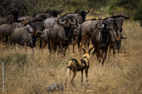 Wild Dog and a herd of Wildebeest