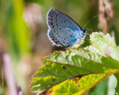 A common blue butterfly is resting on a green leaf. Spring concept. Colorful tropical butterfly on a green leaf.