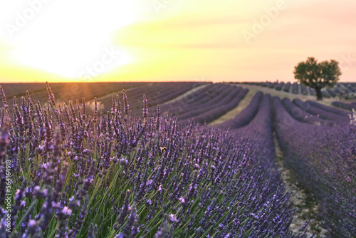 Lavender field in bloom at sunset. Provence, France