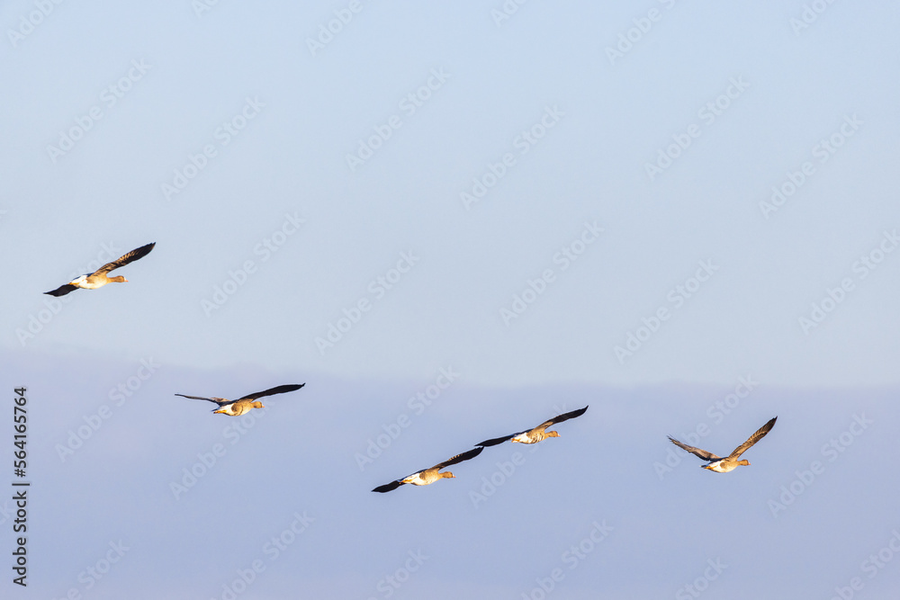Flock of Greater white-fronted geese flying in the sky