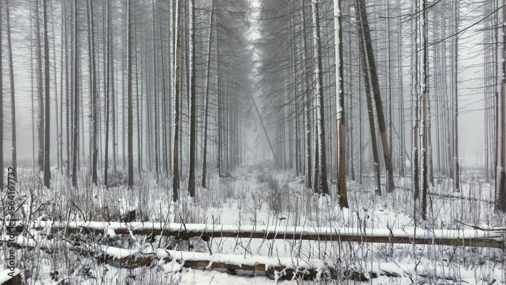 Waldsterben, durch Borkenkäfer und Trockenheit abgestorbener Fichtenwald im Winter