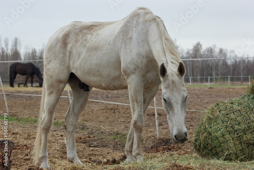 The white horse eats straw © Andryyyyyyyyyyy