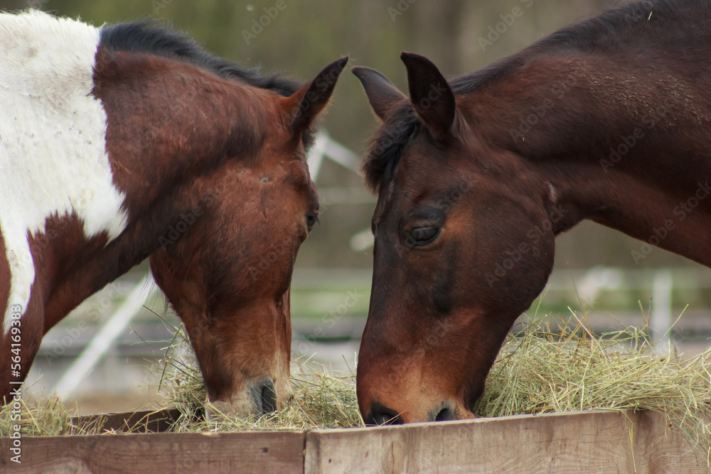 Fototapeta premium A herd of horses in a pen and eating hay