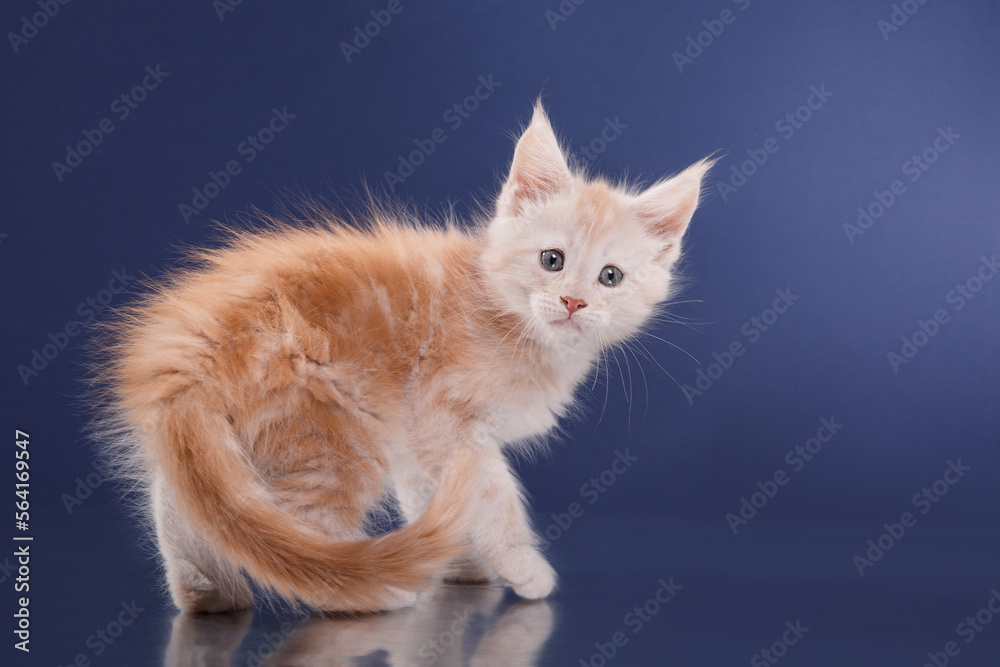 red Maine Coon Kitten on a blue background. cat portrait in photo studio