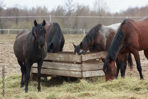 A herd of horses in a pen and eating hay © Andryyyyyyyyyyy
